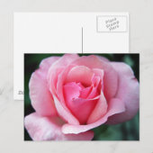 Roze Rose Briefkaart (Voorkant / Achterkant)