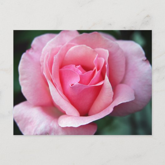 Roze Rose Briefkaart (Voorkant)