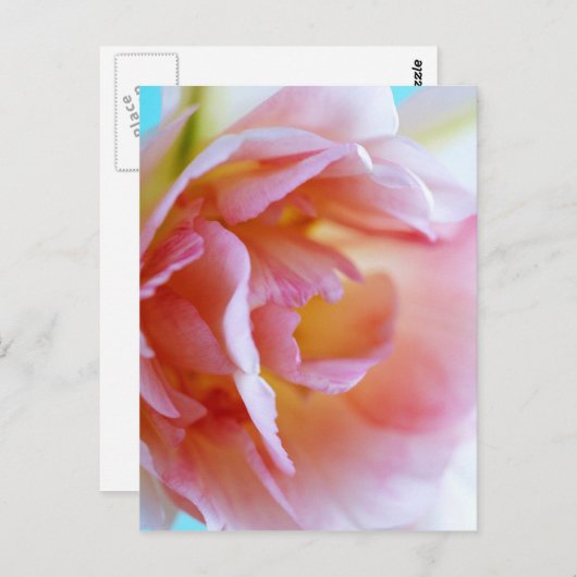 Roze Rose Briefkaart (Voorkant / Achterkant)