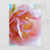 Roze Rose Briefkaart (Voorkant)