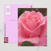 Roze Rose Briefkaart (Voorkant / Achterkant)