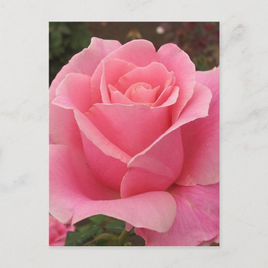 Roze Rose Briefkaart (Voorkant)