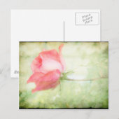 Roze Rose Briefkaart (Voorkant / Achterkant)