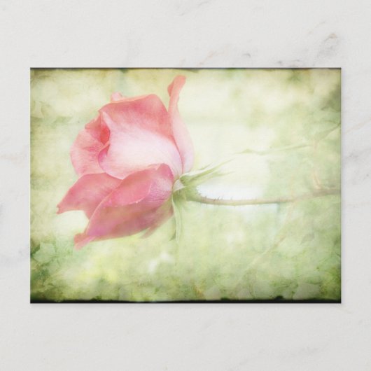 Roze Rose Briefkaart (Voorkant)