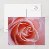 Roze Rose Briefkaart (Voorkant / Achterkant)