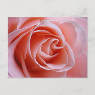 Roze Rose Briefkaart
