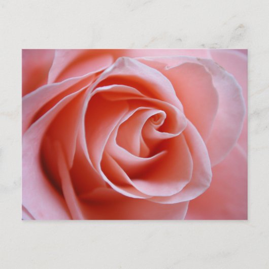 Roze Rose Briefkaart (Voorkant)