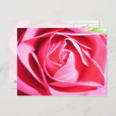 Roze Rose Briefkaart (Voorkant / Achterkant)