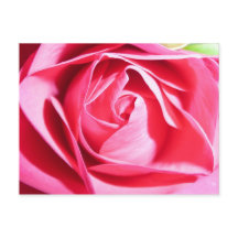 Roze Rose