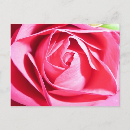 Roze Rose Briefkaart (Voorkant)