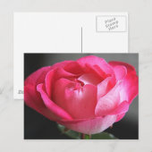 Roze Rose Briefkaart (Voorkant / Achterkant)