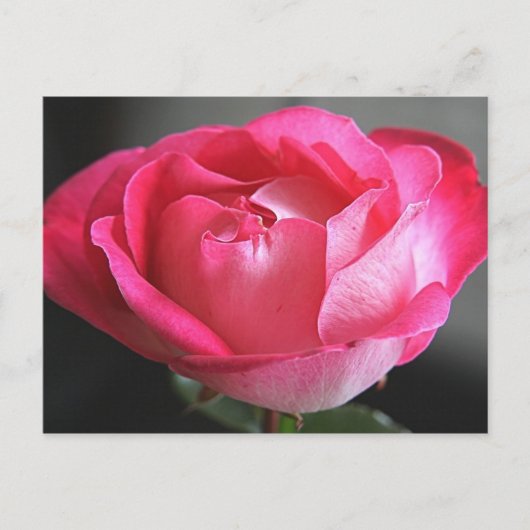 Roze Rose Briefkaart (Voorkant)