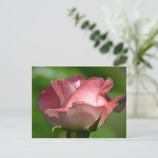  Roze Rose Briefkaart (Staand voorkant)