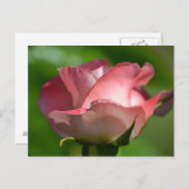  Roze Rose Briefkaart (Voorkant / Achterkant)
