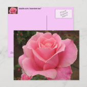 Roze Rose Briefkaart (Voorkant / Achterkant)