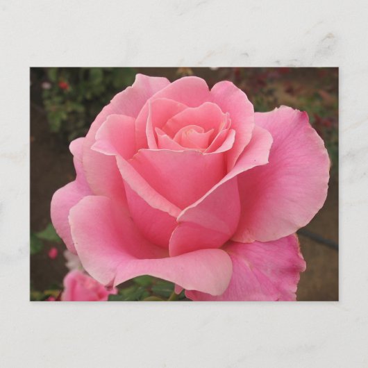 Roze Rose Briefkaart (Voorkant)