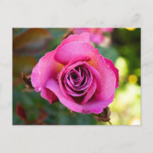Roze Rose