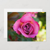 Roze Rose Briefkaart (Voorkant / Achterkant)