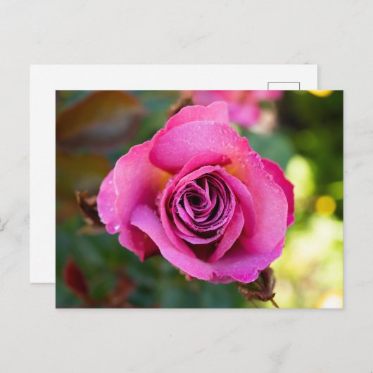 Roze Rose Briefkaart (Voorkant / Achterkant)