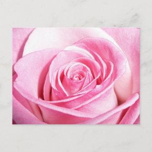Roze Rose Briefkaart