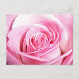 Roze Rose Briefkaart