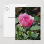 Roze Rose Briefkaart (Voorkant / Achterkant)