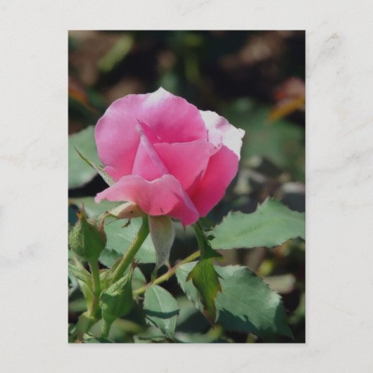 Roze Rose Briefkaart (Voorkant)
