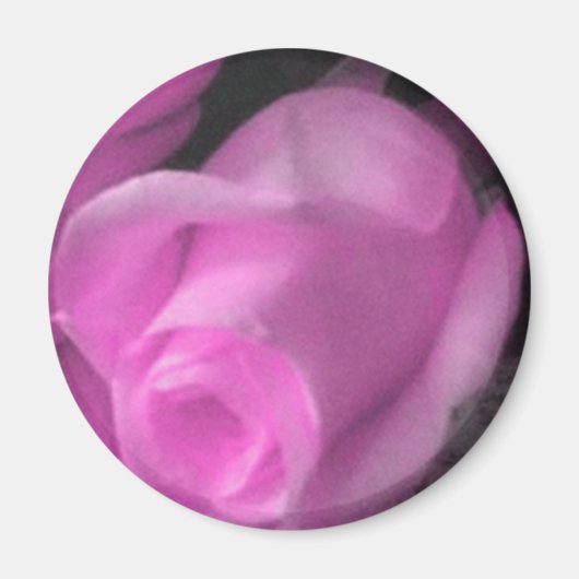 Roze Rose Bud 2 1/4 inch magneet (Voorkant)