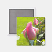 Roze Rose Bud Magnet (Voorkant / Achterkant)