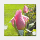 Roze Rose Bud Magnet (Voorkant)
