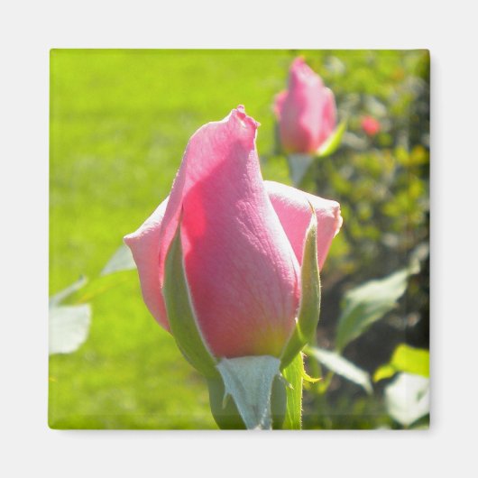 Roze Rose Bud Magnet (Voorkant)