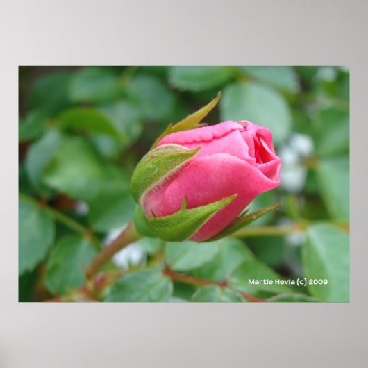 Roze Rose Bud Poster (Voorkant)