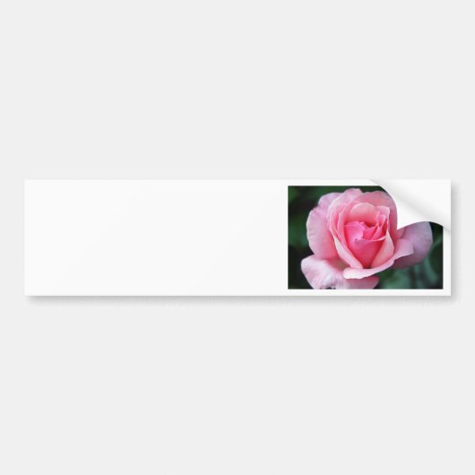 Roze Rose Bumpersticker (Voorkant)