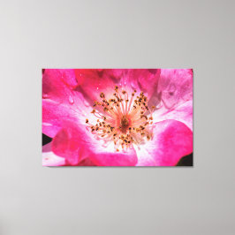 Roze Rose Canvas Afdruk