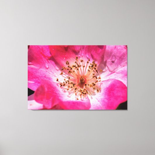 Roze Rose Canvas Afdruk (Voorkant)