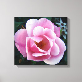 Roze Rose Canvas Afdruk