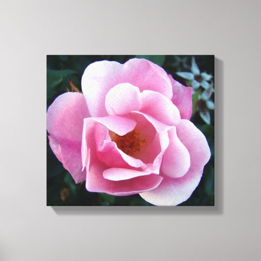 Roze Rose Canvas Afdruk (Voorkant)