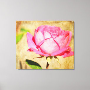 Roze Rose Canvas Afdruk