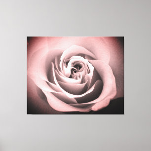 Roze Rose Canvas Afdruk