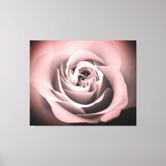 Roze Rose Canvas Afdruk (Voorkant)