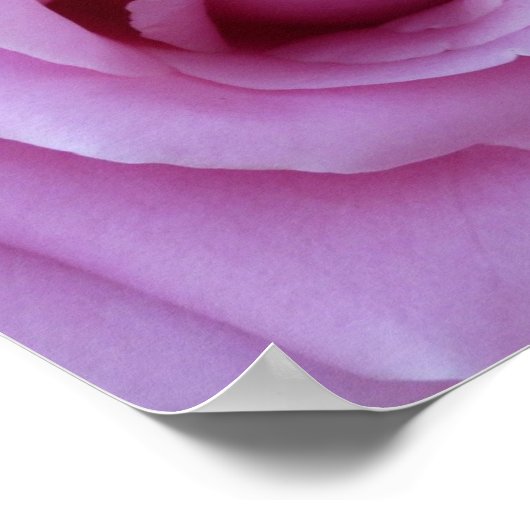 Roze Rose Center Poster (Hoek)