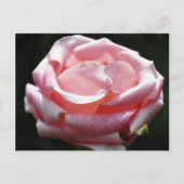 Roze Rose Close-up 2 Briefkaart (Voorkant)