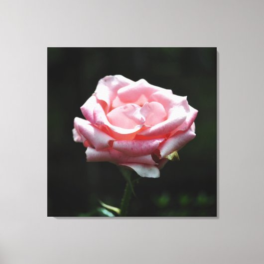 Roze Rose Close-up Canvas Afdruk (Voorkant)