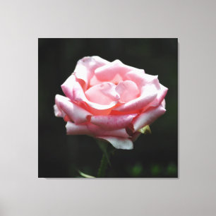 Roze Rose Close-up Canvas Afdruk