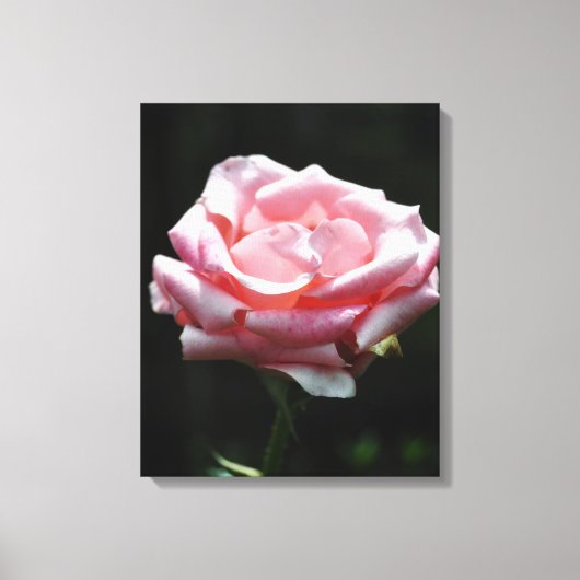 Roze Rose Close-up Canvas Afdruk (Voorkant)