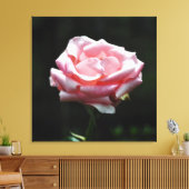 Roze Rose Close-up Canvas Afdruk (Insitu (Woonkamer))