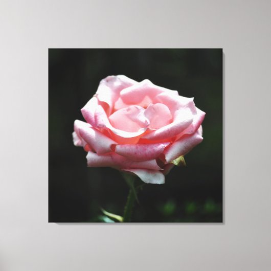 Roze Rose Close-up Canvas Afdruk (Voorkant)