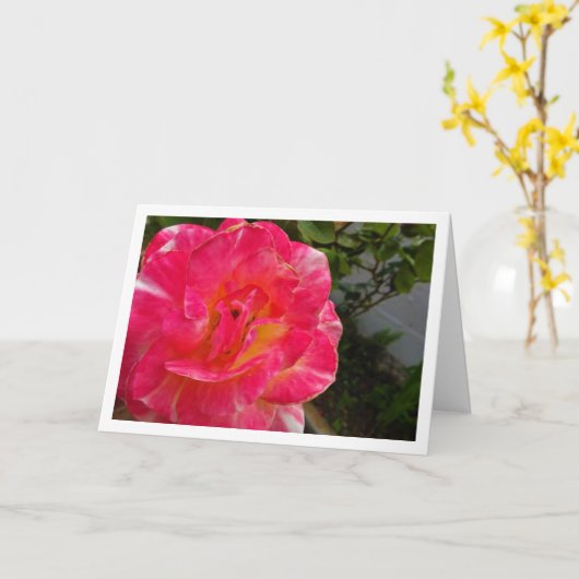 Roze Rose Close-up Portret Kaart (Gele Bloem)