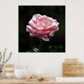 Roze Rose Close-up Poster (Keuken)