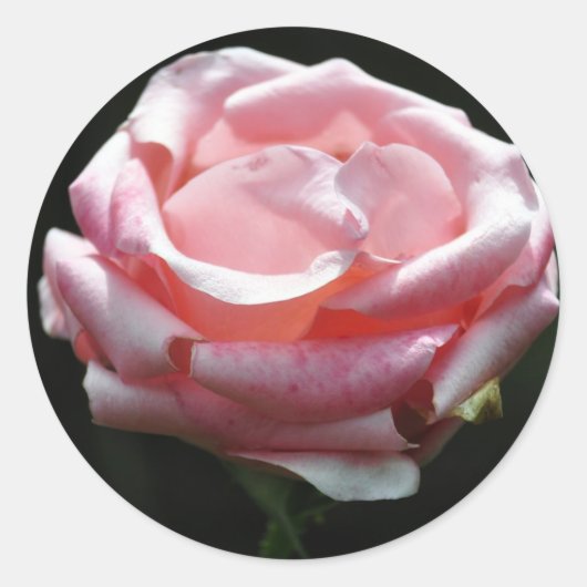 Roze Rose Close-up Ronde Sticker (Voorkant)